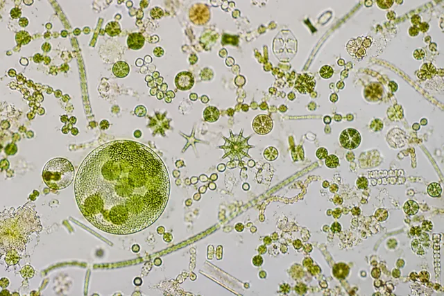 Microalga