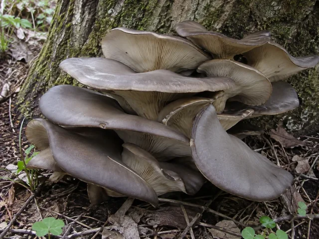 Pleurotus